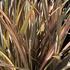 Phormium tenax 'Flamingo' 2.JPG