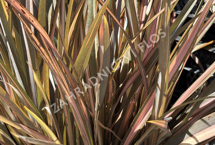 Lenovník novozélandský 'Flamingo' - Phormium tenax 'Flamingo'