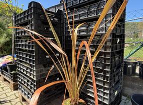 Lenovník novozélandský 'Purpureum' - Phormium tenax 'Purpureum'