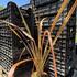 Phormium tenax 'Purpureum' 1.JPG