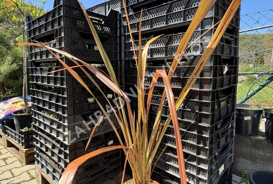 Lenovník novozélandský 'Purpureum' - Phormium tenax 'Purpureum'