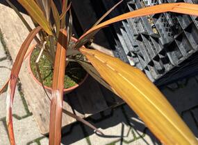 Lenovník novozélandský 'Purpureum' - Phormium tenax 'Purpureum'