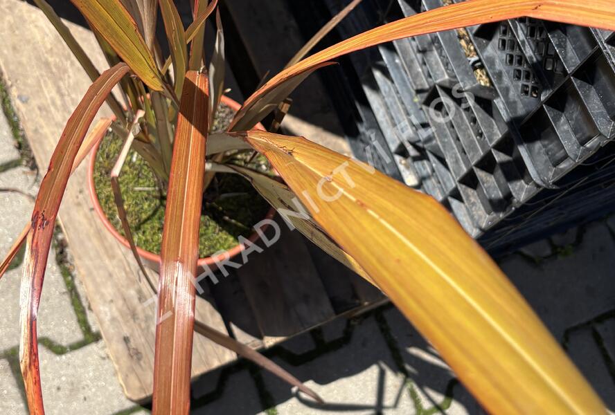 Lenovník novozélandský 'Purpureum' - Phormium tenax 'Purpureum'