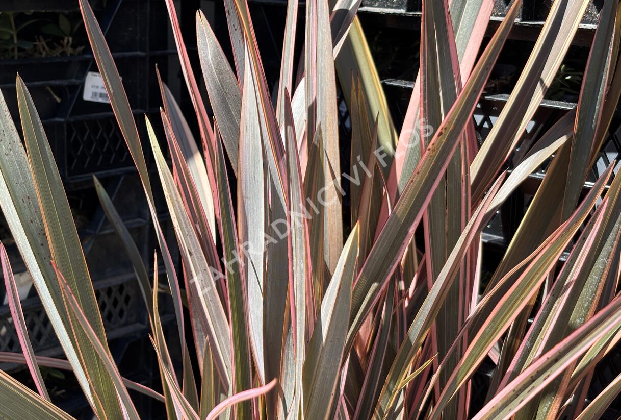 Lenovník novozélandský 'Rainbow Queen' - Phormium tenax 'Rainbow Queen'