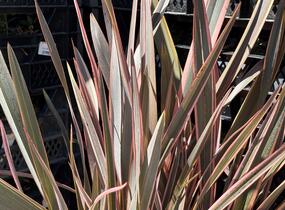Lenovník novozélandský 'Rainbow Queen' - Phormium tenax 'Rainbow Queen'