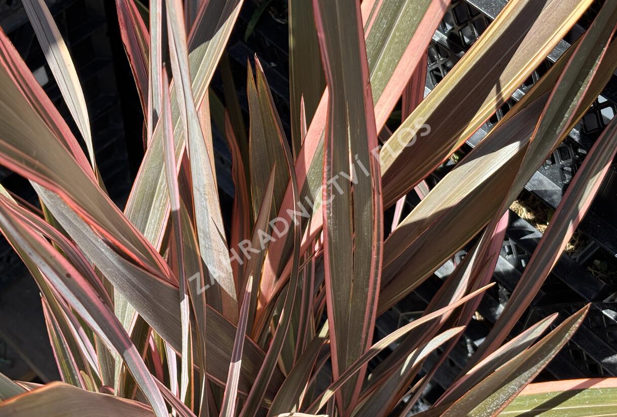 Lenovník novozélandský 'Rainbow Queen' - Phormium tenax 'Rainbow Queen'