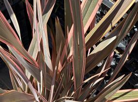 Lenovník novozélandský 'Rainbow Queen' - Phormium tenax 'Rainbow Queen'
