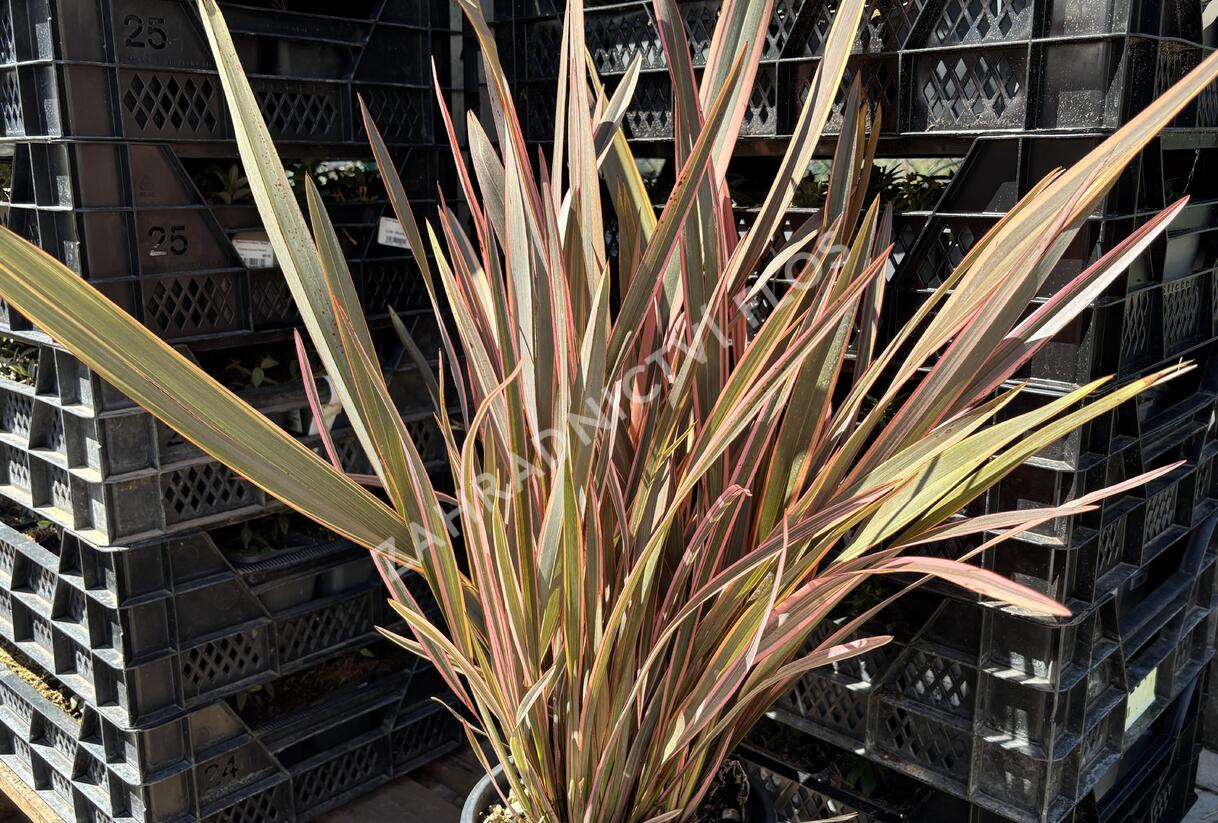 Lenovník novozélandský 'Rainbow Queen' - Phormium tenax 'Rainbow Queen'