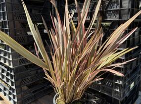Lenovník novozélandský 'Rainbow Queen' - Phormium tenax 'Rainbow Queen'