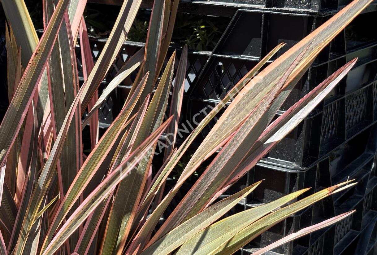 Lenovník novozélandský 'Rainbow Queen' - Phormium tenax 'Rainbow Queen'