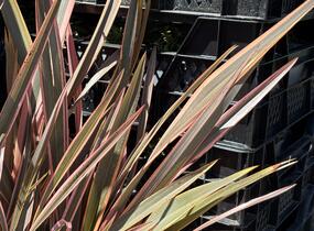 Lenovník novozélandský 'Rainbow Queen' - Phormium tenax 'Rainbow Queen'