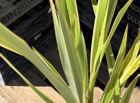 Lenovník novozélandský 'Variegatum' - Phormium tenax 'Variegatum'