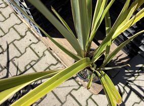 Lenovník novozélandský 'Variegatum' - Phormium tenax 'Variegatum'