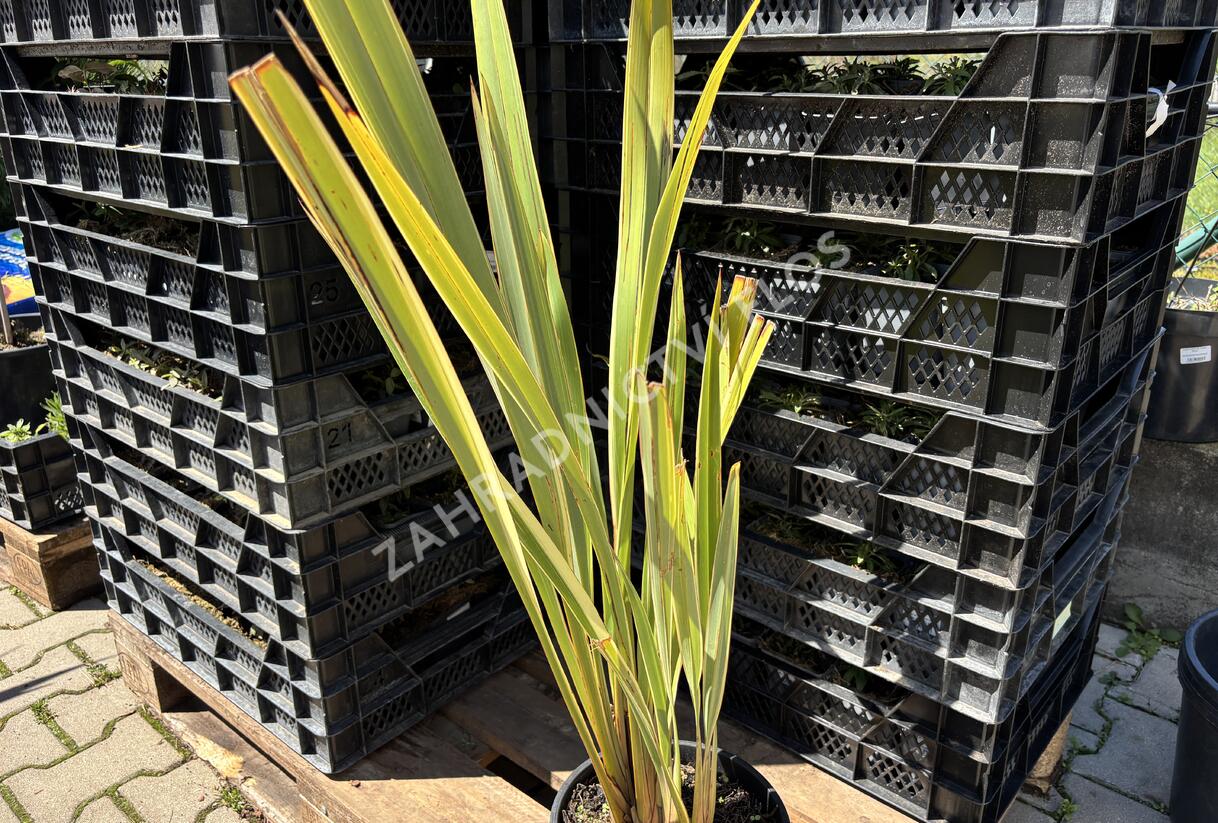 Lenovník novozélandský 'Variegatum' - Phormium tenax 'Variegatum'