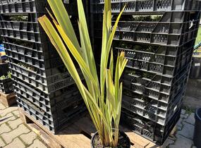 Lenovník novozélandský 'Variegatum' - Phormium tenax 'Variegatum'