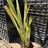 Phormium tenax 'Variegatum' 1.JPG