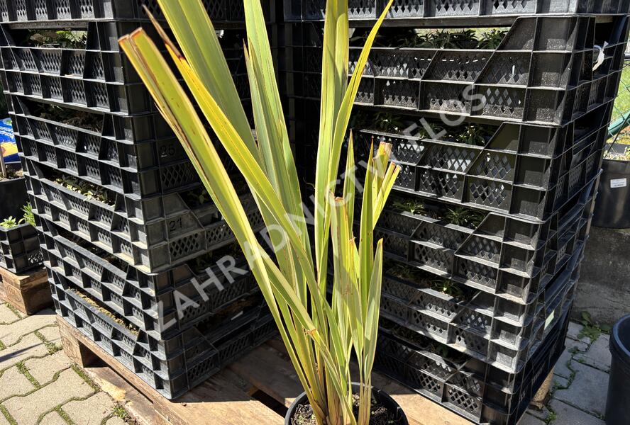 Lenovník novozélandský 'Variegatum' - Phormium tenax 'Variegatum'