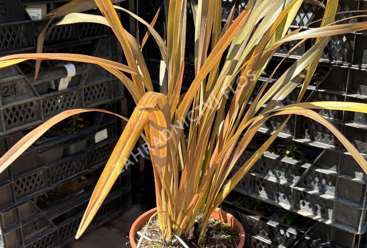 Lenovník novozélandský 'Special Red' - Phormium tenax 'Special Red'
