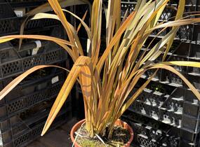 Lenovník novozélandský 'Special Red' - Phormium tenax 'Special Red'