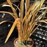 Phormium tenax 'Special Red' 1.JPG