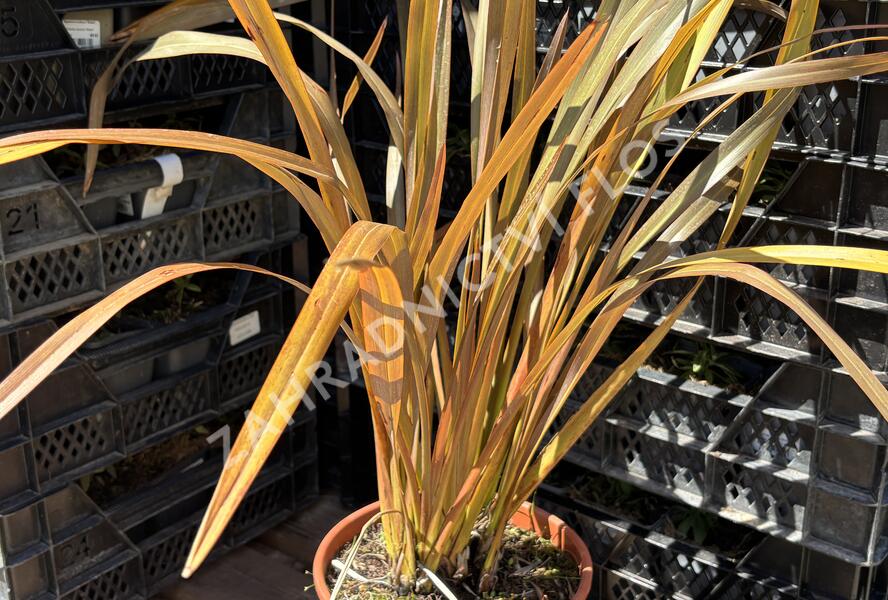 Lenovník novozélandský 'Special Red' - Phormium tenax 'Special Red'