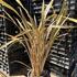 Phormium tenax 'Sundowner' 1.JPG