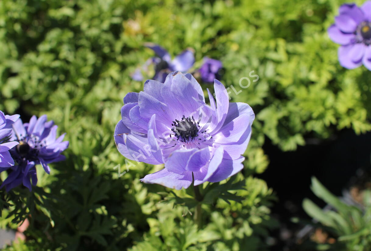 Sasanka věncová 'Lord Leieutenant' - Anemone coronaria 'Lord Leieutenant'