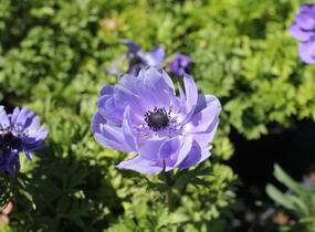 Sasanka věncová 'Lord Leieutenant' - Anemone coronaria 'Lord Leieutenant'