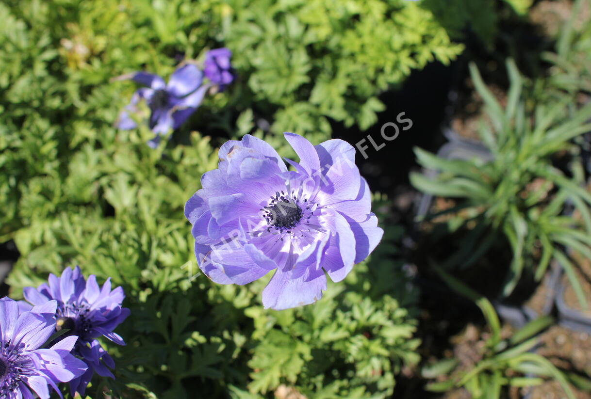 Sasanka věncová 'Lord Leieutenant' - Anemone coronaria 'Lord Leieutenant'