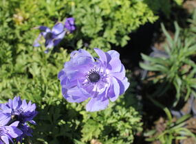 Sasanka věncová 'Lord Leieutenant' - Anemone coronaria 'Lord Leieutenant'