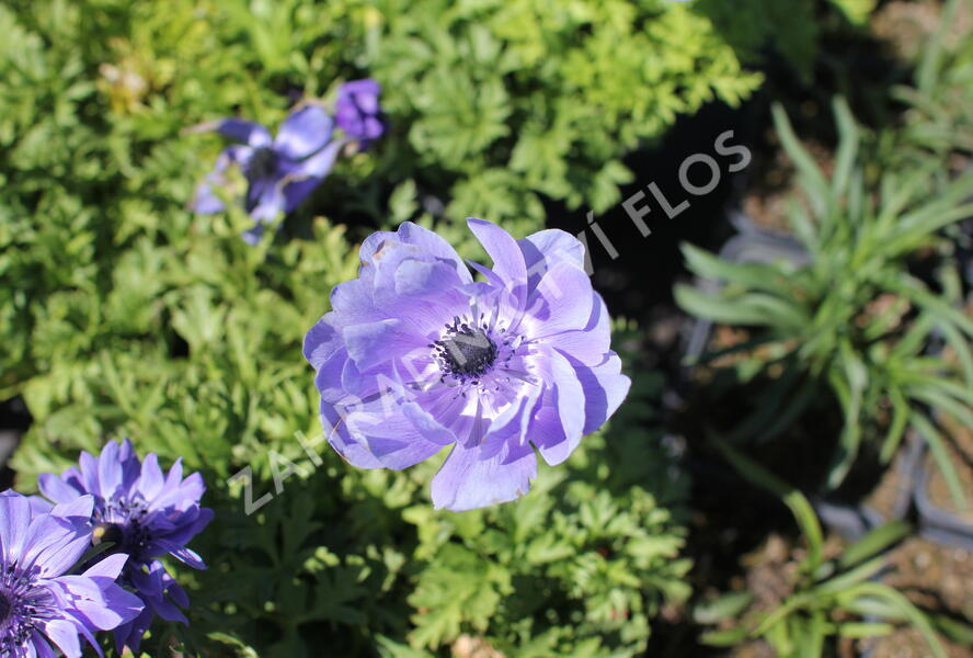 Sasanka věncová 'Lord Leieutenant' - Anemone coronaria 'Lord Leieutenant'