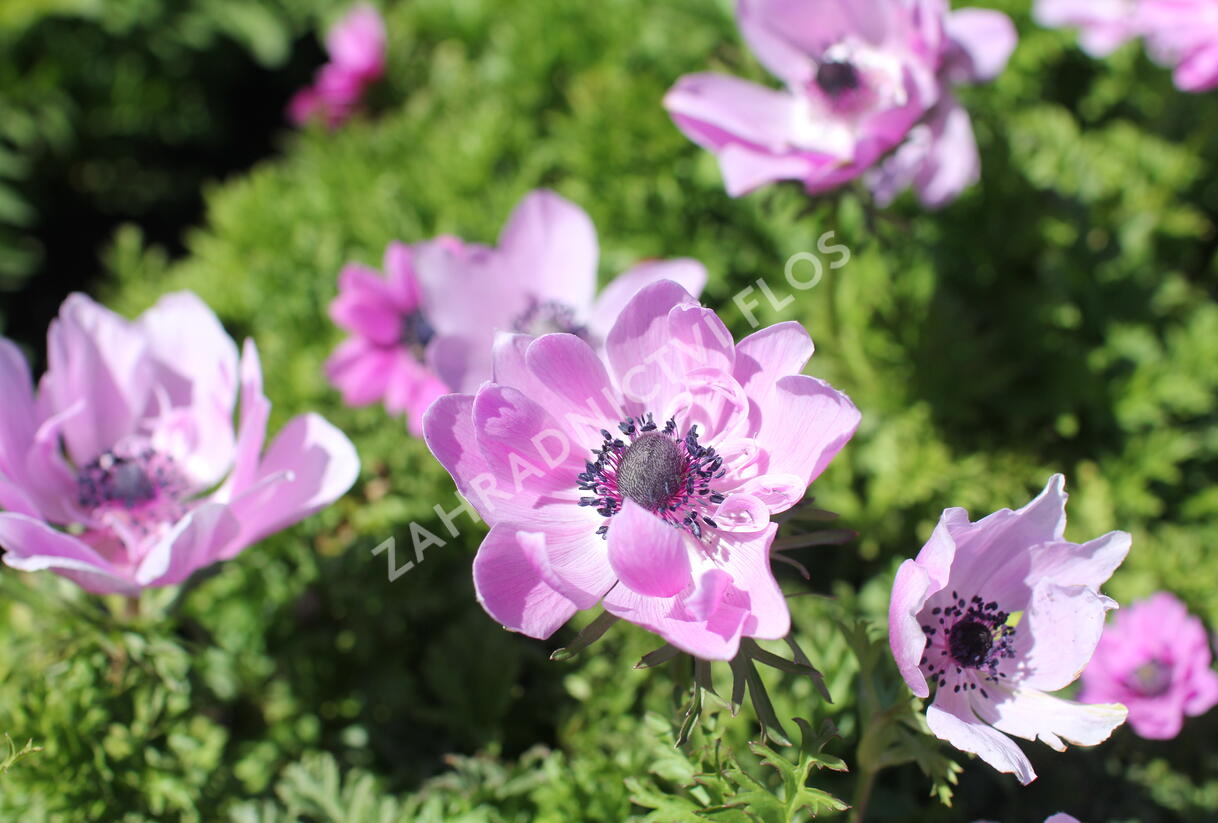 Sasanka věncová 'Admiral' - Anemone coronaria 'Admiral'