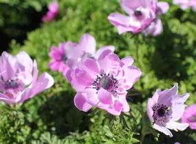 Sasanka věncová 'Admiral' - Anemone coronaria 'Admiral'