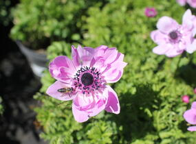 Sasanka věncová 'Admiral' - Anemone coronaria 'Admiral'