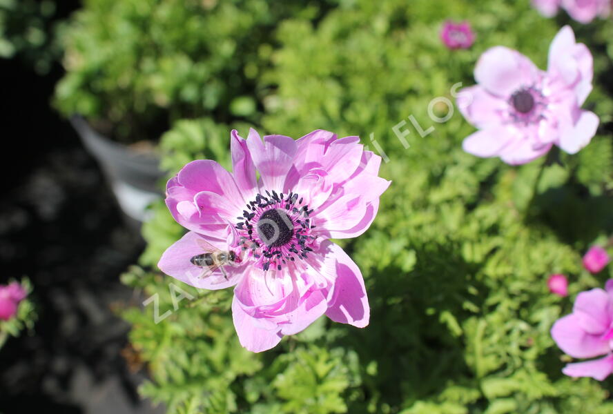 Sasanka věncová 'Admiral' - Anemone coronaria 'Admiral'