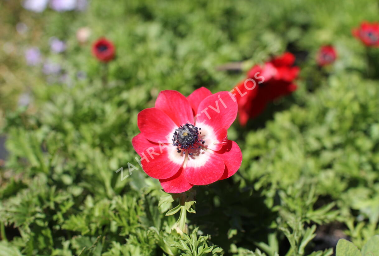 Sasanka věncová 'Hollandia' - Anemone coronaria 'Hollandia'