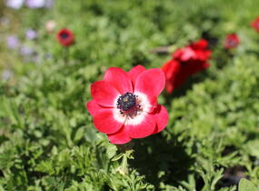 Sasanka věncová 'Hollandia' - Anemone coronaria 'Hollandia'