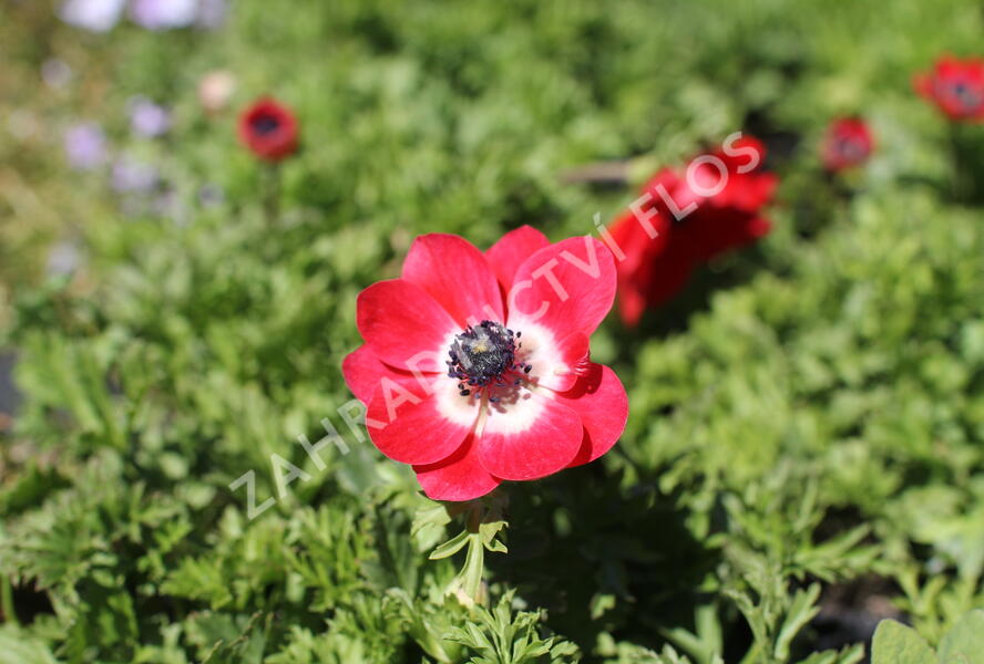 Sasanka věncová 'Hollandia' - Anemone coronaria 'Hollandia'