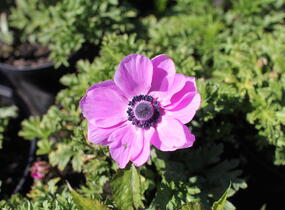 Sasanka věncová 'Sylphide' - Anemone coronaria 'Sylphide'
