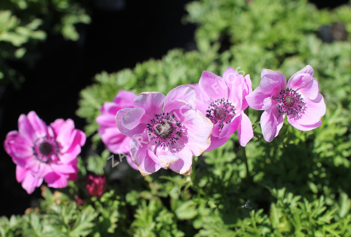 Sasanka věncová 'Sylphide' - Anemone coronaria 'Sylphide'