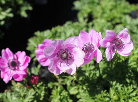 Sasanka věncová 'Sylphide' - Anemone coronaria 'Sylphide'