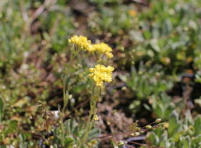 Tařice skalní 'Sulphureum' - Alyssum saxatile 'Sulphureum'