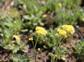 Tařice skalní 'Sulphureum' - Alyssum saxatile 'Sulphureum'