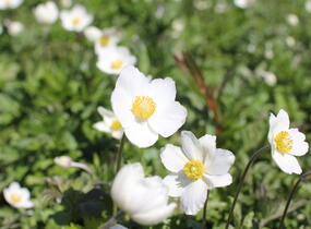 Sasanka lesní - Anemone sylvestris