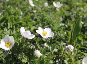 Sasanka lesní - Anemone sylvestris