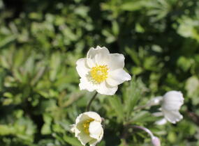 Sasanka lesní - Anemone sylvestris