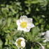 Anemone sylvestris 2.JPG