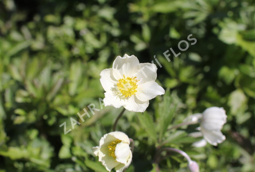 Sasanka lesní - Anemone sylvestris