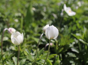 Sasanka lesní - Anemone sylvestris