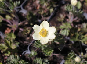 Sasanka rozeklaná - Anemone multifida
